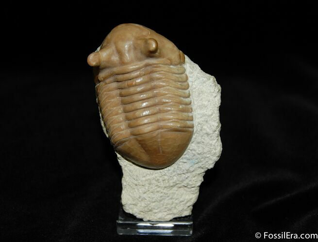 Very D Inch Asaphus Punctatus Trilobite #460